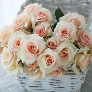 岁月静好月季园切花多头香槟经典玫瑰成品美植袋盆栽阳台花苗花卉