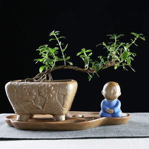 创意花盆陶瓷带托盘组合文竹小榕树发财树盆栽桌面小和尚摆件多肉