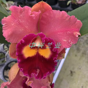 中兴兰业卡特兰 焦点台湾rlc. focus taiwan 夕阳红色