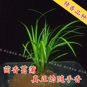茴香菖蒲 随手香 盆栽 植物茴香草 附石水培 整丛发货