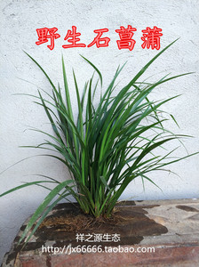 附石菖蒲野生养龟水培随手香龙根虎须香苗盆景香草植物假山微观