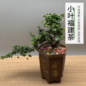 20钧月窑园艺旗舰店天猫小叶榆树盆景树桩福建茶盆栽造型发财树