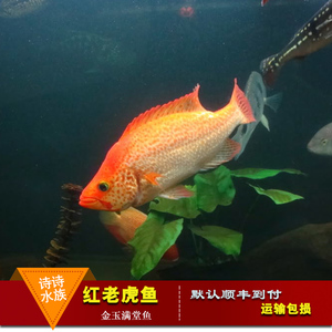 热带观赏鱼金玉满堂红老虎鱼红头金鲷鱼淡水发财鱼招财老虎鱼活体