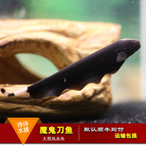 黑魔鬼刀鱼