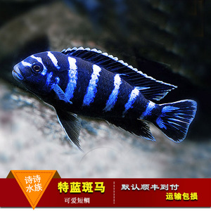 三湖慈鲷马鲷鱼岩栖类特蓝斑马鱼热带观赏鱼淡水鱼宠物鱼活体包活
