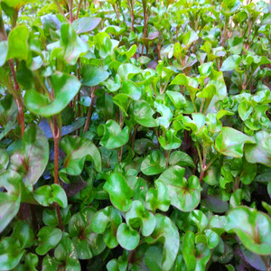 西洋菜苗豆瓣菜