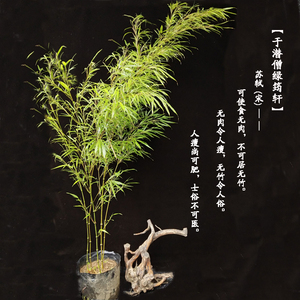 筇竹苗罗汉竹算盘竹盆栽办公室阳台庭院绿化艺术盆景观赏名贵竹种