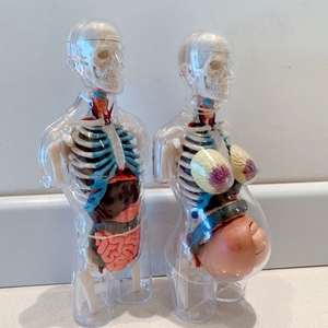 人体结构模型模具