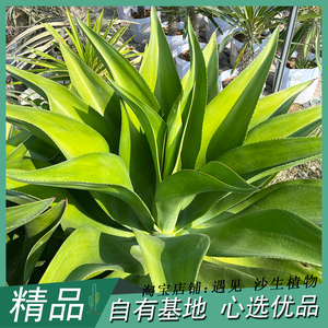 翡翠盘 水晶宫 暗斑龙舌兰科多肉植物庭院景观造景设计盆栽