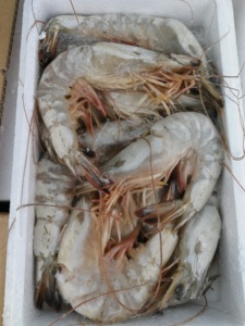 渤海对虾大连海虾东方虾速冻野生海虾净重1.4斤一盒12尾