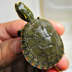 西锦龟活体包邮