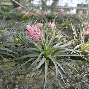 sure73淘宝空气凤梨空气草无土植物 巨型木柄旋风 连杆木柄多头16人