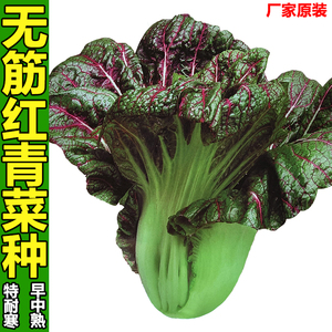 红芥菜
