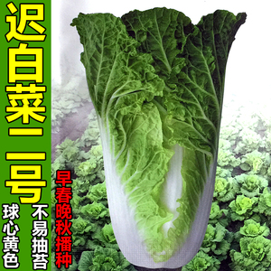 60rui5595淘宝卓箭70大白菜种子12月青口白龙牙白菜种籽春秋四季