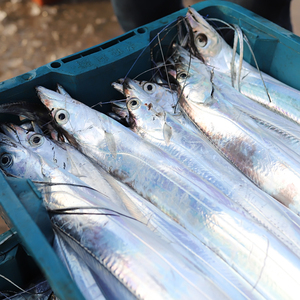 7-9条 舟山雷达网带鱼新鲜非冷冻冰鲜小眼睛油带野生海刀鱼浪来鲜