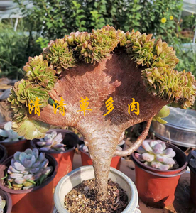 万圣节法师缀化绿羊绒缀化 原始绿法师缀化 铜壶多肉植物