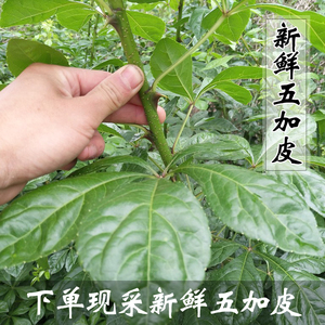 纯爱梦精玲淘宝包邮簕菜苗苦刺心苗鹅掌簕三叶五加三加皮刺三加白刺