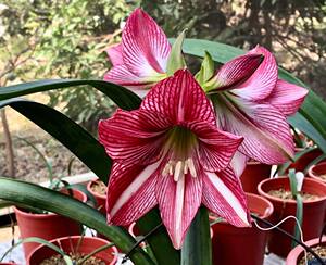 【九月玫瑰线】日本白肋朱顶红1cm/带根叶不包花叶【一品缘艺】