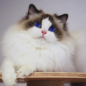 纯种双色赛级波斯系布偶猫lolita仙女猫幼猫海豹双蓝双蓝眼睛活体