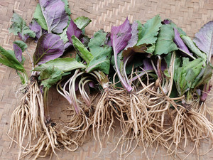 贵州野生草药野青菜500g 中药材菊三七天青地红土三七野青菜生货