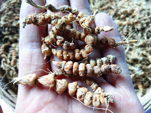 【九子连环草】九子连环草品牌,价格 - 阿里巴巴