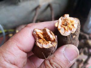 新鲜野生虎杖根500克 中药材贵州花斑竹酸筒杆酸汤梗斑杖根雌黄连