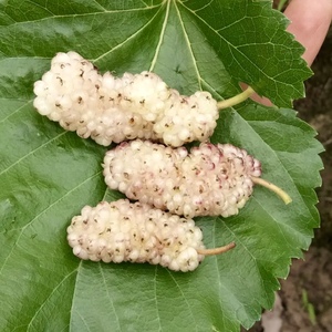 新品"桂花蜜" 桑葚苗 带桂花香 果大甜 白色果桑 耐寒 盆栽地栽