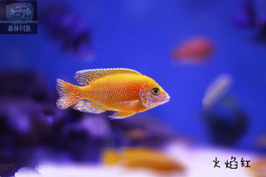 火鸟鱼