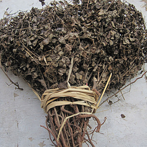 绣花针草药野生