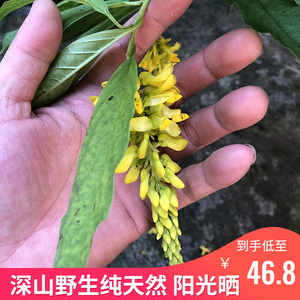 深山野生倒吊黄根黄花倒水莲根倒吊王月子茶黄花大远志观音串中药