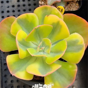 夕阳牡丹锦一物一拍西洋牡丹多肉植物熊二肉铺