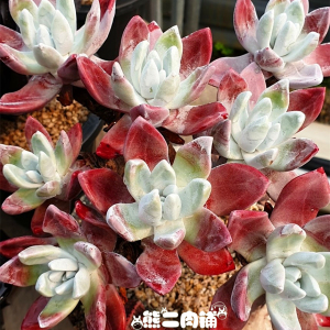 苹果叶法瑞诺莎仙女杯一物一拍绿体初霜诺玛熊二肉铺