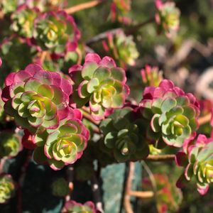 外18古木派薄叶系多肉薄化妆 绿蔷薇 三色堇 丝绸面莎 贝拉多娜