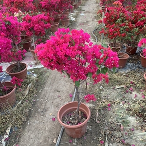 忘言园艺广州 三角梅水红 3加仑高度0.8-1.2米 冠幅50cm 花园开花