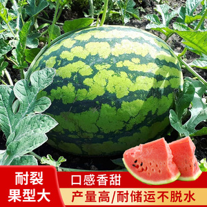 冰糖8424水果黑瓜王子种籽春季高产早熟丰乐无籽三号嘉禾美都种子