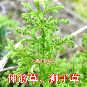 00同款货源堂堂29919700淘宝痰火草苗狮子草大苞水竹叶痰火草竹叶