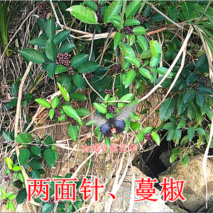 入地金牛 新鲜蔓椒 两面针苗 山椒根 金椒马药 刺刁根 红倒钩簕果