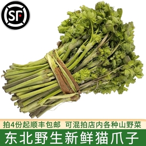 猫爪子 东北野生新鲜山野菜250g 山菜 食用野菜 拍4份起顺丰包邮