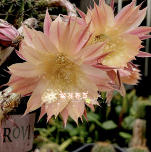 现货席克氏 embraceable you 36号格调满满的条纹彩草草球仙人球