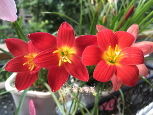 1球特价包邮 新加坡的骄傲红色风雨兰多年生 买4送1