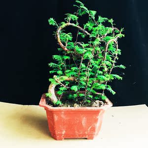 水杉盆景植物造型树桩活化石梳子杉室内四季常青绿植盆栽水杉树苗