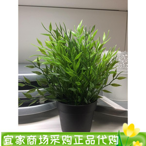上海IKEA正品宜家菲卡 人造盆栽植物 28厘米 文竹国内代购