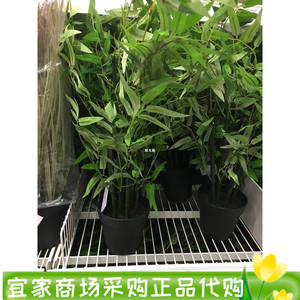 上海IKEA正品宜家菲卡 人造盆栽植物, 竹子国内代购
