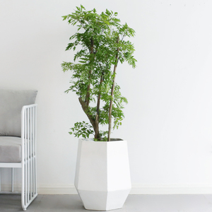 福禄桐大盆栽老桩盆景净化空气绿植室内客厅大型植物开业乔迁送礼