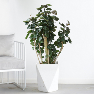 071人付款天猫羽叶福禄桐细叶钱多多福桐禄盆栽室内大型绿植圆叶福禄