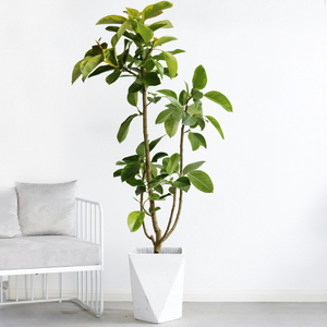 青叶橡皮树真绿植大盆栽客厅黄金榕盆景北欧ins风吸甲醛好养植物