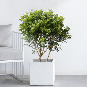 米兰树盆栽室内阳台常绿观赏盆景净化空气客厅植物吸甲醛中型绿植