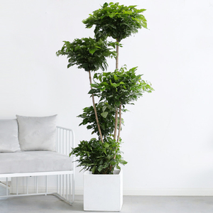 多层幸福树观叶大型绿植室内客厅绿宝盆栽加湿净化空气吸甲醛植物