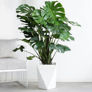 龟背竹盆栽北欧室内客厅植物开背大叶吸甲醛净化空气四季常青绿植