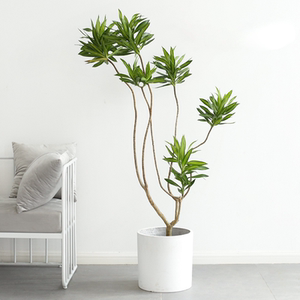 百合竹盆栽造型大型植物龙血树室内客厅绿植网红北欧办公室防辐射